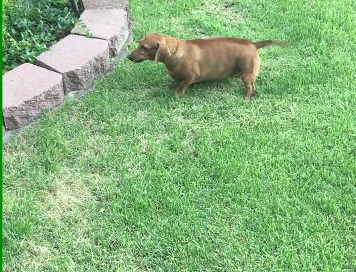 The toughest guard dog out there! via - JukinMedia