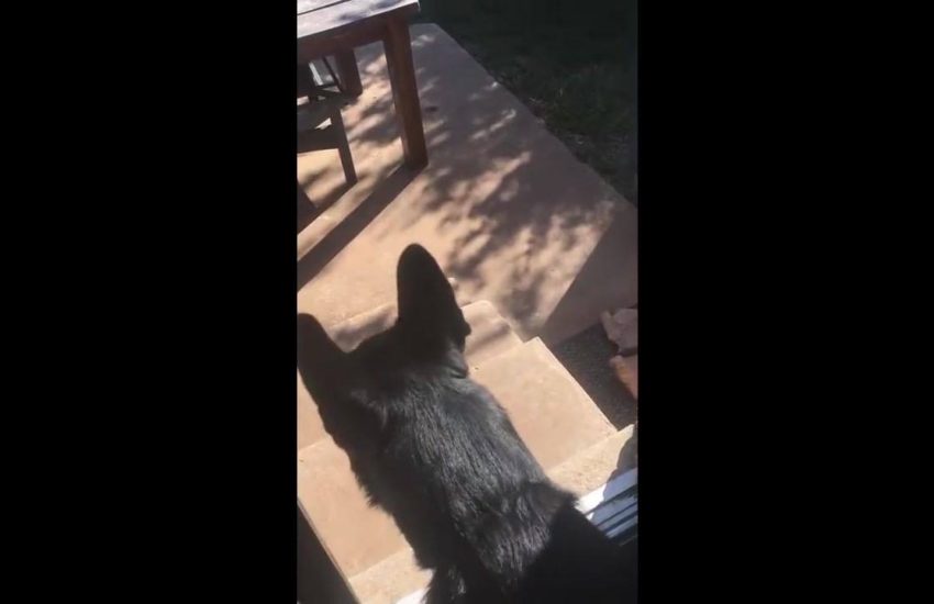 Instead of fetching a ball, he fetches his brother via - JukinMedia