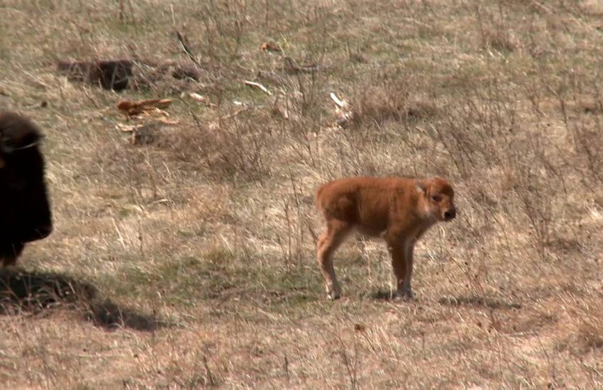 Baby Buffalo Roam in South Dakota