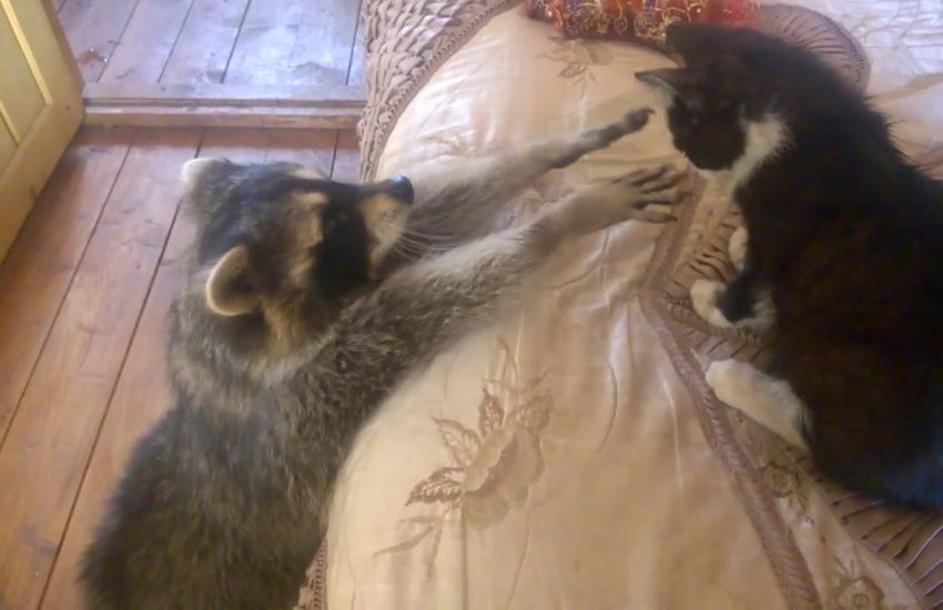 Raccoon Tries to Make Friends With Cat