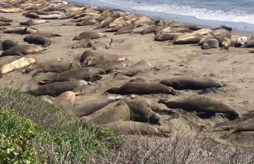 Elephant Seals Relaxing at the Piedras Blancas Elephant Seal R...