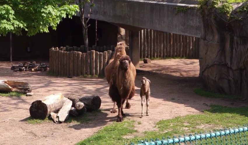 雙峰駝生於林肯公園動物園