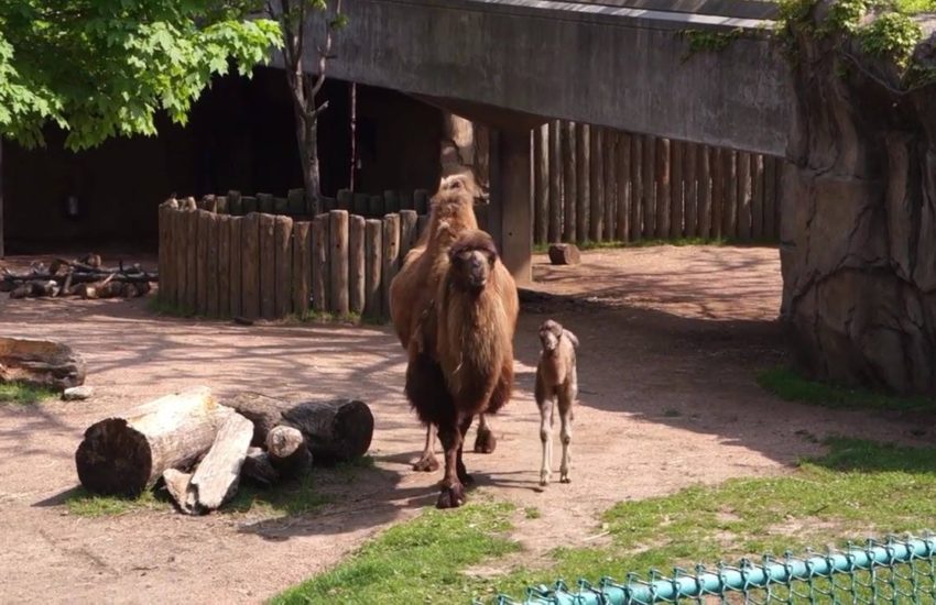 Bactrian Camel Born at Lincoln Park Zoo