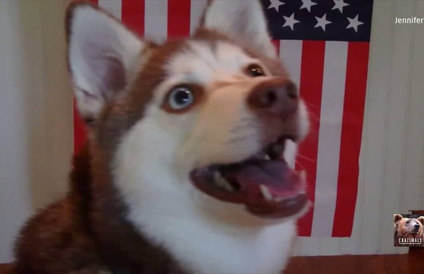 Important Reminder About Dogs and Fireworks