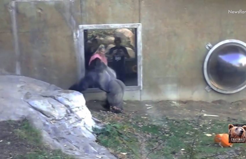 Gorilla Kicks Window at Omaha Zoo