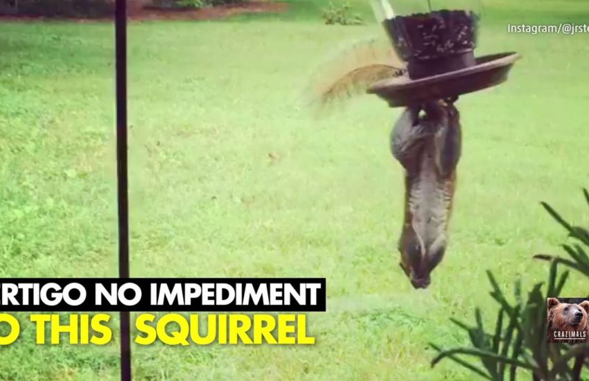 Vertigo No Impediment to this Squirrel