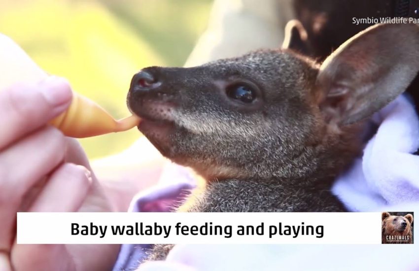 Baby Wallaby Feeding and Playing