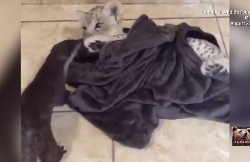 Lion and Otter Playing Around