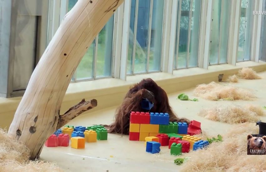 Orangutan Plays With Legos