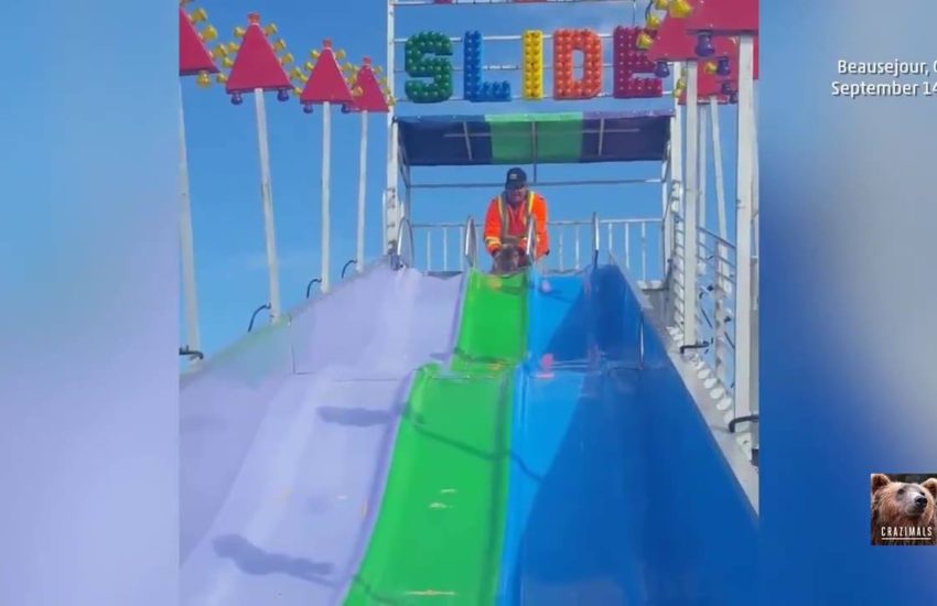 Little Dog Loves Big Slide