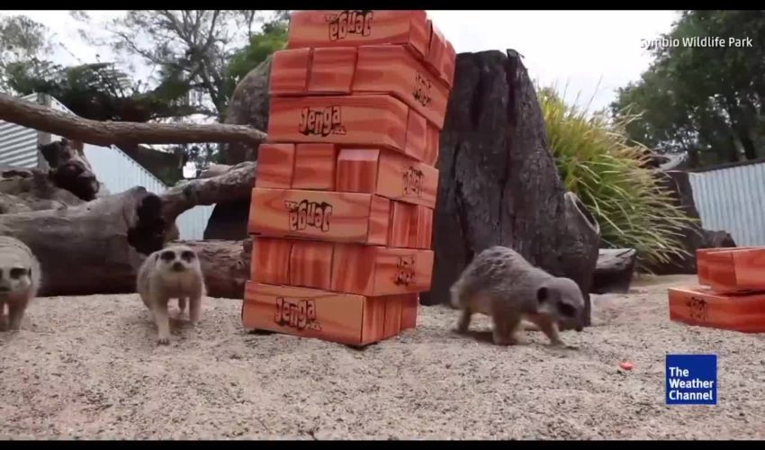 在澳洲野生動物園玩耍貓鼬 雪梨才有喔