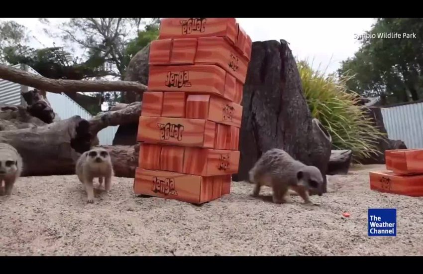 Meerkats Playing Jenga in Australian Wildlife Park