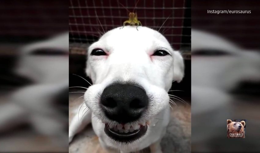 一隻狗狗和他的蚱蜢朋友