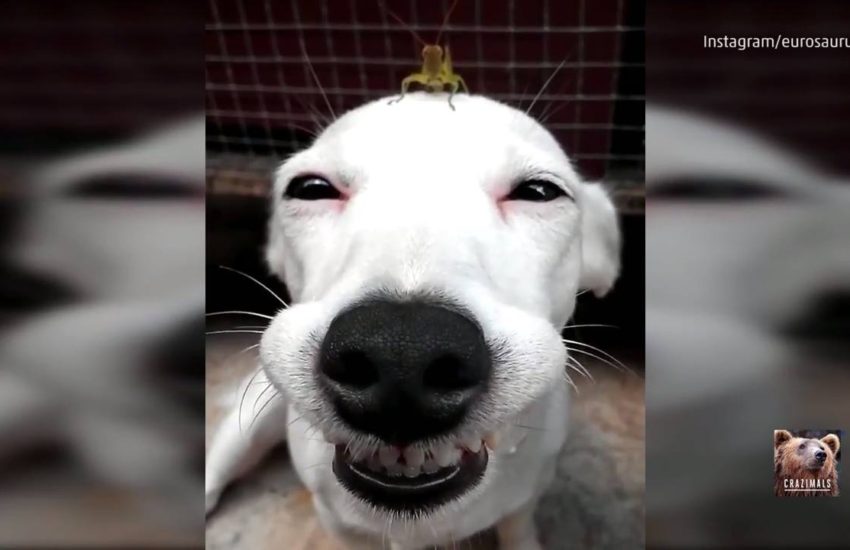 A Dog and His Grasshopper Friend