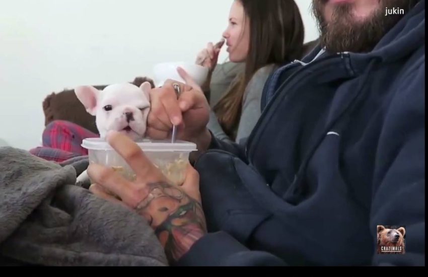 Puppy Snuggles While Owner Stirs Soup