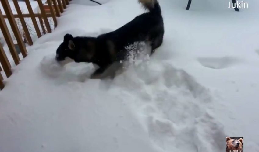 這隻狗狗很明顯喜歡玩雪