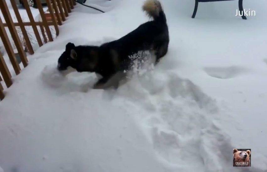 Dog Loves Snow