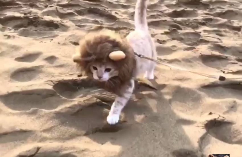 Lion Cat Explores the Desert