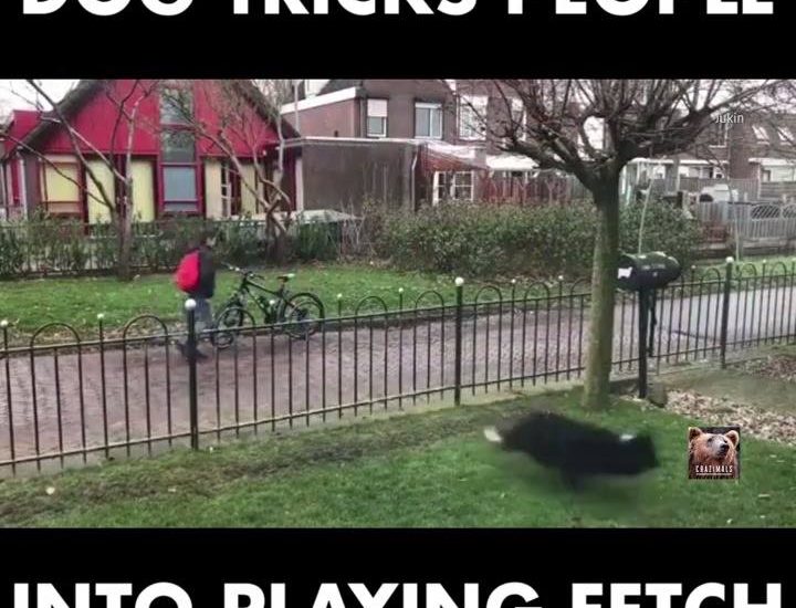 Dog Tricks Passersby into Playing With Her
