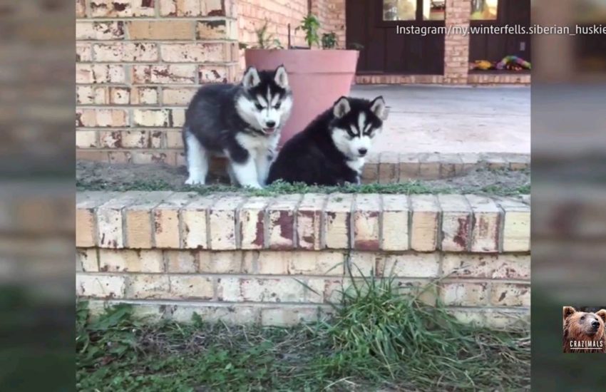 Husky Puppy Play Time