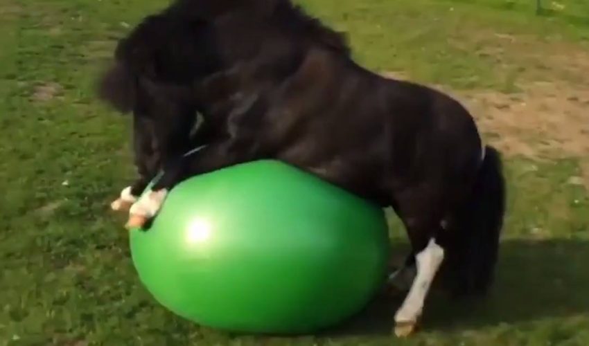 小馬玩運動塑膠球