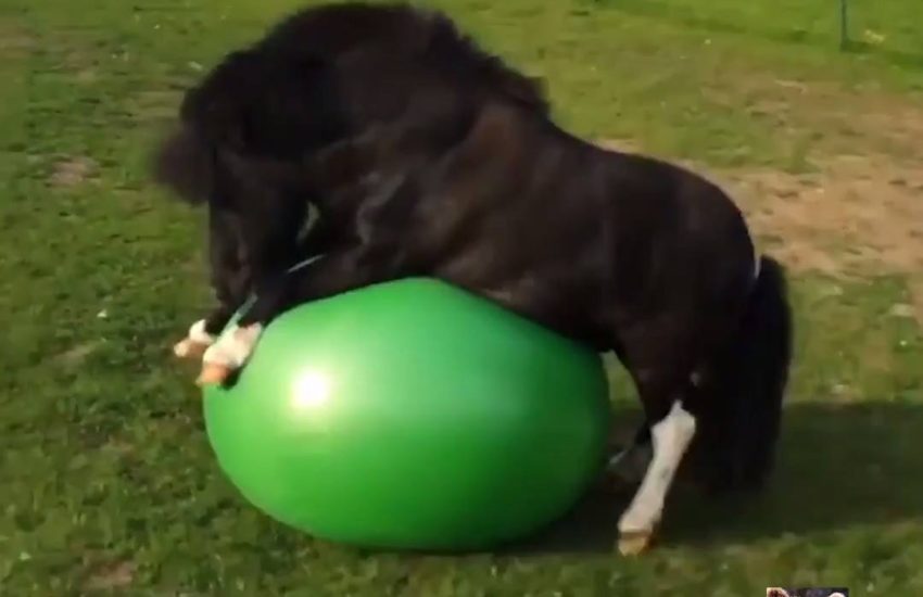 Little Horse Plays with Exercise Ball