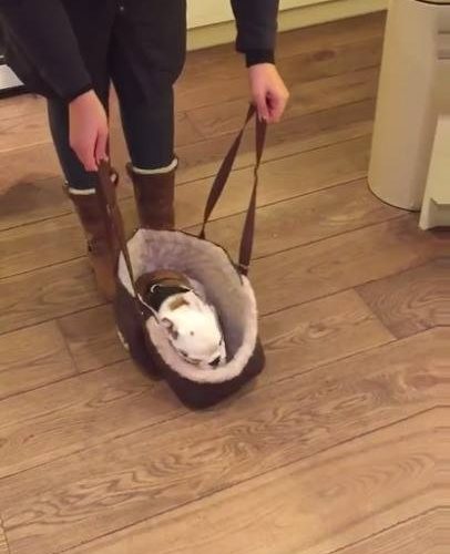 拎著鬥牛犬趴趴走 它也是愛逛街der