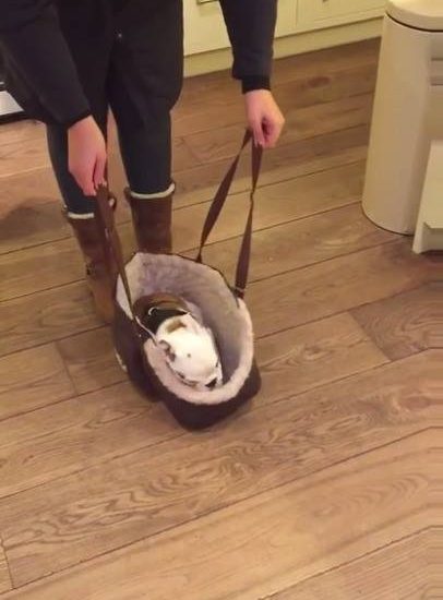 Bulldog pup on the go Watch more: www.thebearshit.com