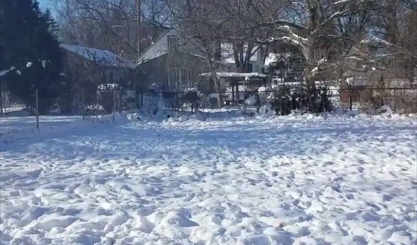雪跳狗