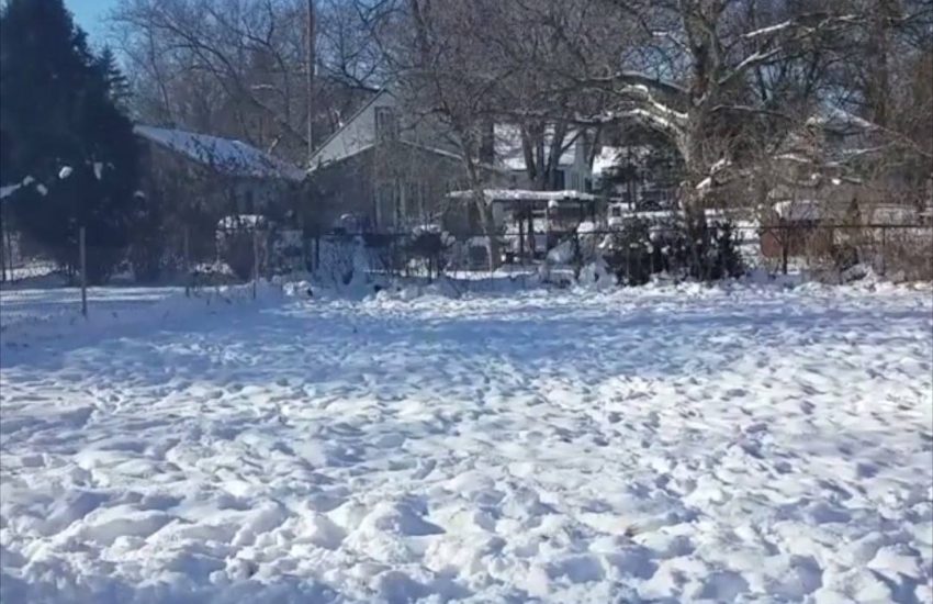 Dog Jumps for Snow