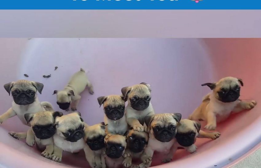 Happy #NationalPuppyDay! Tag a friend who would love a puppy! #itsviral