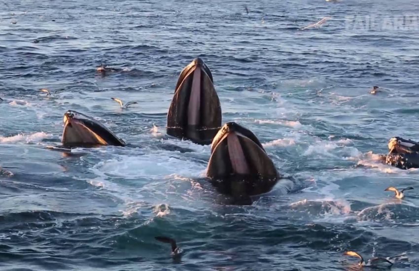 Whales Breaching