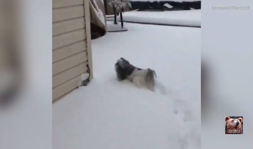 雪地小狗 到處趴趴走