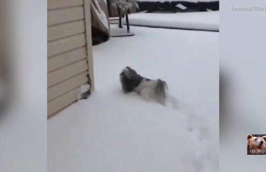 Shih Tzu Hops Through Snow