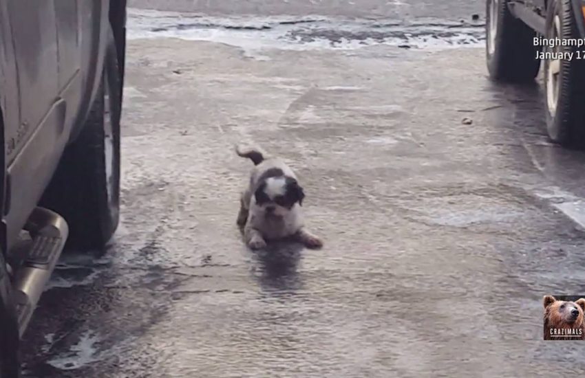 Dog Slides Down Icy Driveway