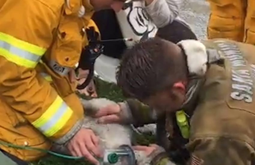 These firefighters fought and saved this dog's life. via - JukinMedia