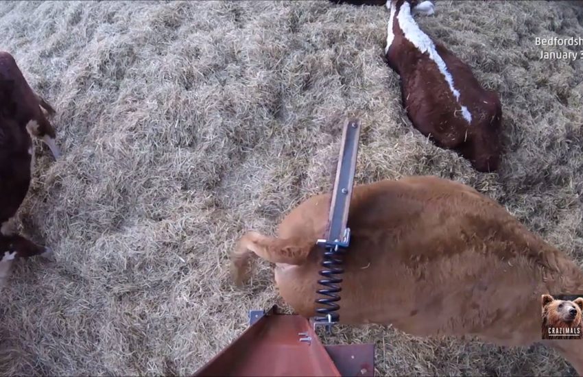 Cows Find Their Bliss With a Scratcher
