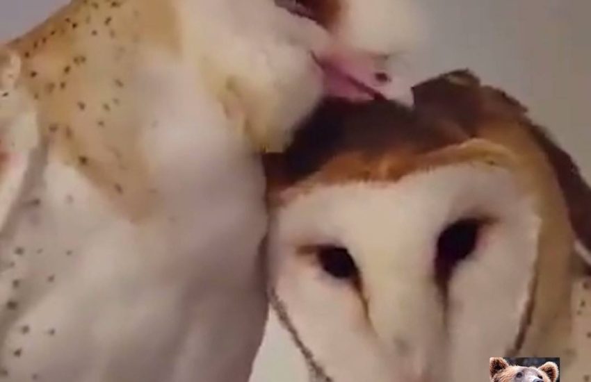 Barn Owls Snuggle