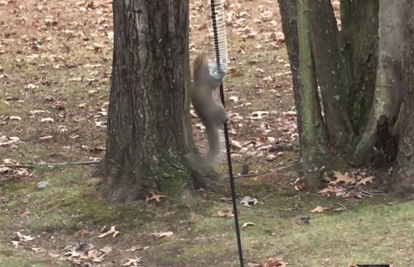 Squirrel vs. Feeder