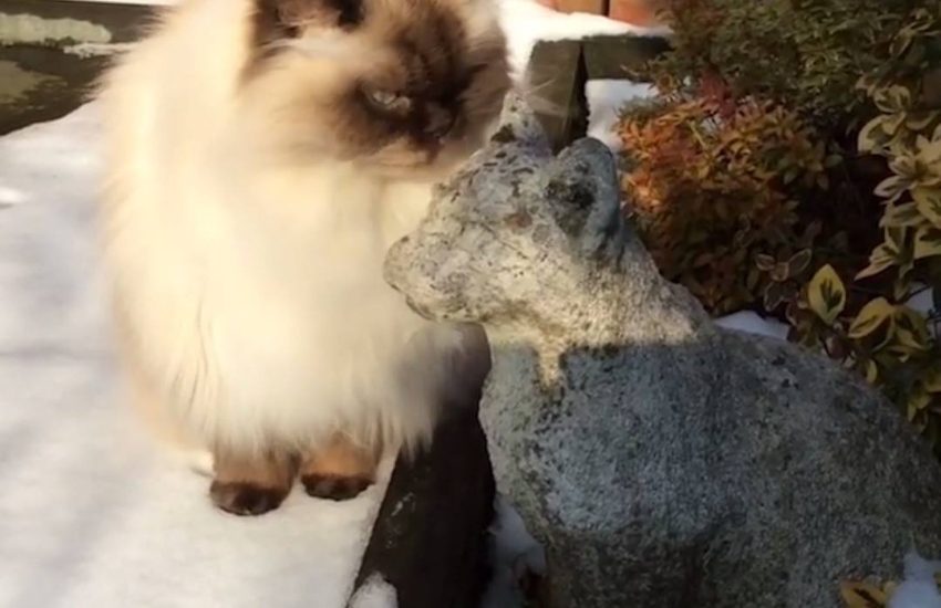 Cat Makes Stony Friend