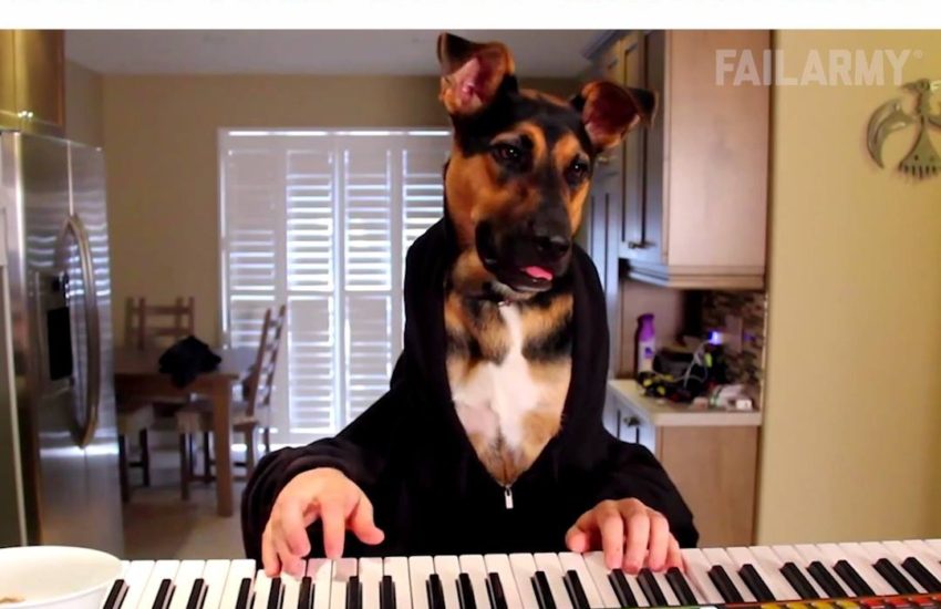 Dogs are just dinosaurs