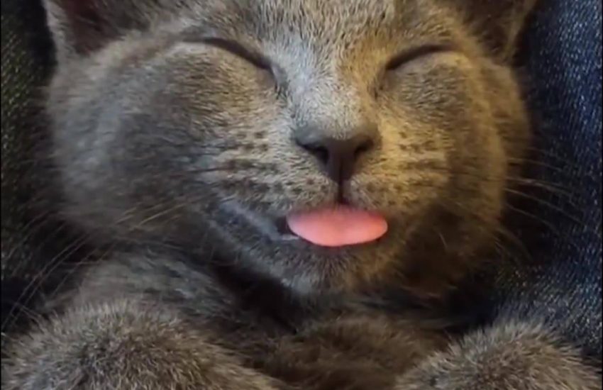 Kitten Takes the Most Adorable Nap Ever