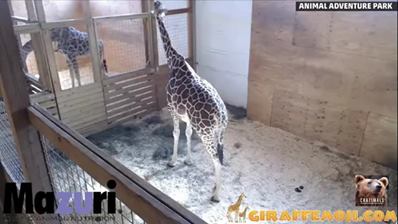 今年四月長頸鹿今天要出生嗎？？動物生活實錄