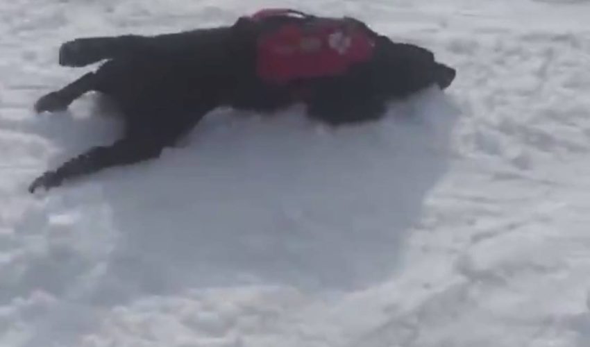 雪地中的救援狗 小黑黑溜雪山