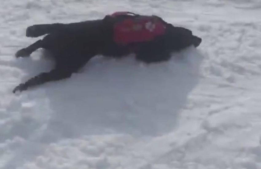 Mountain Rescue Dog Slides Around in Snow