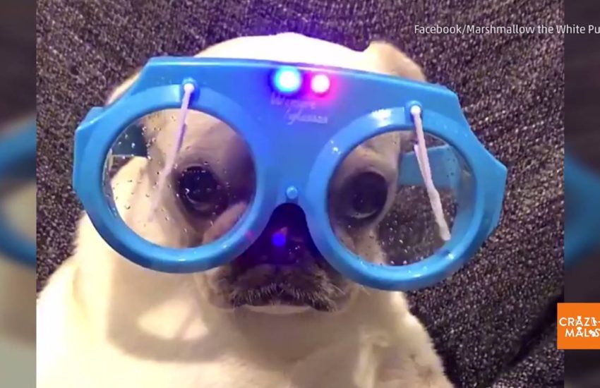 Marshmallow the Pug's Cool Glasses