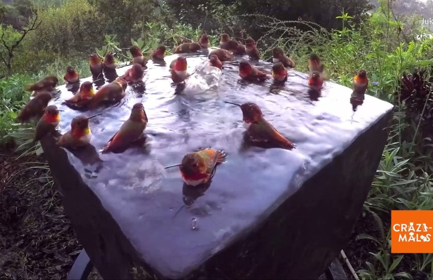 Hummingbirds Splash in Bird Bath