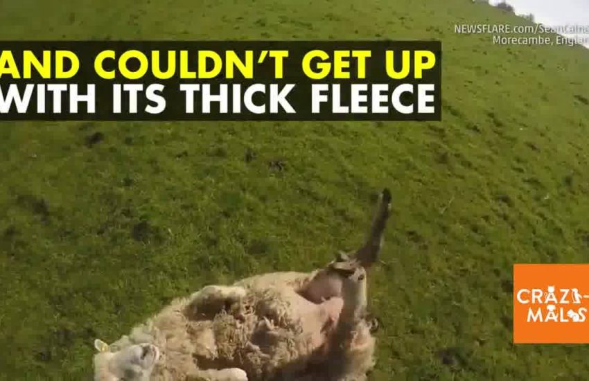 Cyclist Helps Sheep