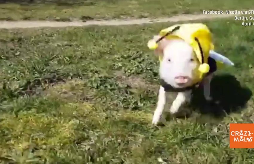 Bumble-pig Buzzes and Oinks