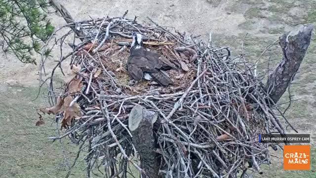 鶚鳥(Ospreys) 嵌套在美國南卡羅來納州 直播錄影